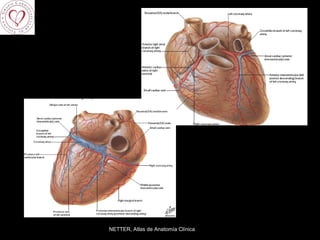 NETTER, Atlas de Anatomía Clínica 