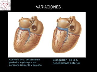 VARIACIONES Ausencia de a. descendente posterior suplida por la a. coronaria izquierda y derecha Elongación  de la a. descendente anterior 
