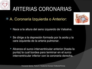 ARTERIAS CORONARIAS A. Coronaria Izquierda o Anterior: Nace a la altura del seno izquierdo de Valsalva. Se dirige a la depresión formada por la aorta y la cara izquierda de la arteria pulmonar. Alcanza el surco interventricular anterior (hasta la punta) la cual bordea para terminar en el surco interventricular inferior con la coronaria derecha. Fernando Quiroz, Tomo II; “Anatomía Humana” Editorial Porrúa.  
