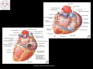 NETTER, Atlas de Anatomía Clínica 