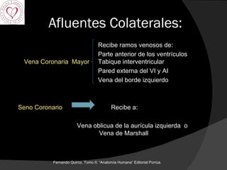 Afluentes Colaterales: Recibe ramos venosos de: Parte anterior de los ventrículos  Vena Coronaria  Mayor   Tabique interventricular Pared externa del VI y AI Vena del borde izquierdo Seno Coronario   Recibe a: Vena oblicua de la aurícula izquierda  o    Vena de Marshall Fernando Quiroz, Tomo II; “Anatomía Humana” Editorial Porrúa.  