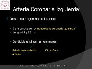 Arteria Coronaria Izquierda: Desde su origen hasta la aorta: Se le conoce como  “tronco de la coronaria izquierda” Longitud 2 y 20 mm. Se divide en 2 ramas terminales Arteria descendente  Circunfleja anterior J.F. Guadalajara, “Cardiología” Sexta Edición; Méndez Editores: 10-11.  