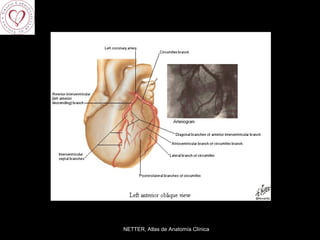 NETTER, Atlas de Anatomía Clínica 