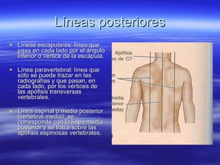 AnatomíA De Superficie Del TóRax LíNeas Del TóRax | PPT