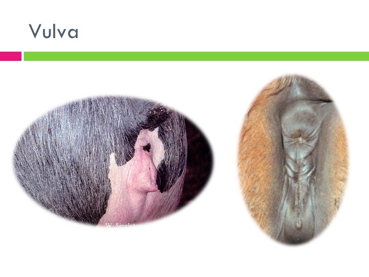 vestibulo anatomia femenina anatomia del aparato reproductor de las hembras vestibulo anatomia femenina anatomia del aparato reproductor de las hembras