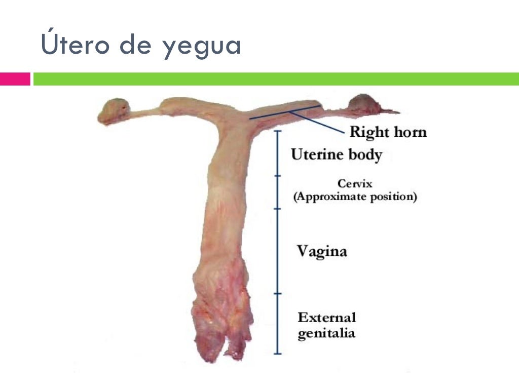 Anatomia Del Aparato Reproductor De La Hembra