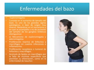 Enfermedades del bazo
• Esplenomegalia:
• Consiste en el aumento de tamaño del
bazo. Es uno de los grandes signos
patológicos, si bien de origen muy
diverso. Basándose en el mecanismo y
en que se acompañe o no de aumento
del tamaño de los ganglios linfáticos
distinguimos:
• a) Mecanismo de esplenomegalia y
adenomegalias
• Proliferación reactiva de linfocitos y
macrófagos en cuadros infecciosos o
inflamatorios.
• Proliferación neoplásica o tumoral de
linfocitos y macrófagos.
• Acúmulo de lípidos en macrófagos por
la falta de enzimas específicos que
permitan su eliminación, como en la
enfermedad de Gaucher.
 