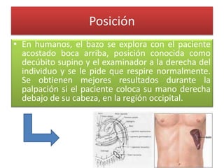 Posición
• En humanos, el bazo se explora con el paciente
acostado boca arriba, posición conocida como
decúbito supino y el examinador a la derecha del
individuo y se le pide que respire normalmente.
Se obtienen mejores resultados durante la
palpación si el paciente coloca su mano derecha
debajo de su cabeza, en la región occipital.
 