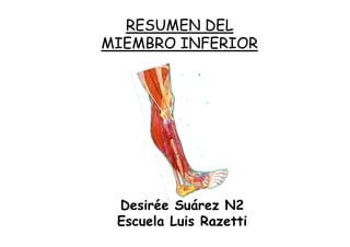 RESUMEN DEL
MIEMBRO INFERIOR




 Desirée Suárez N2
 Escuela Luis Razetti
 
