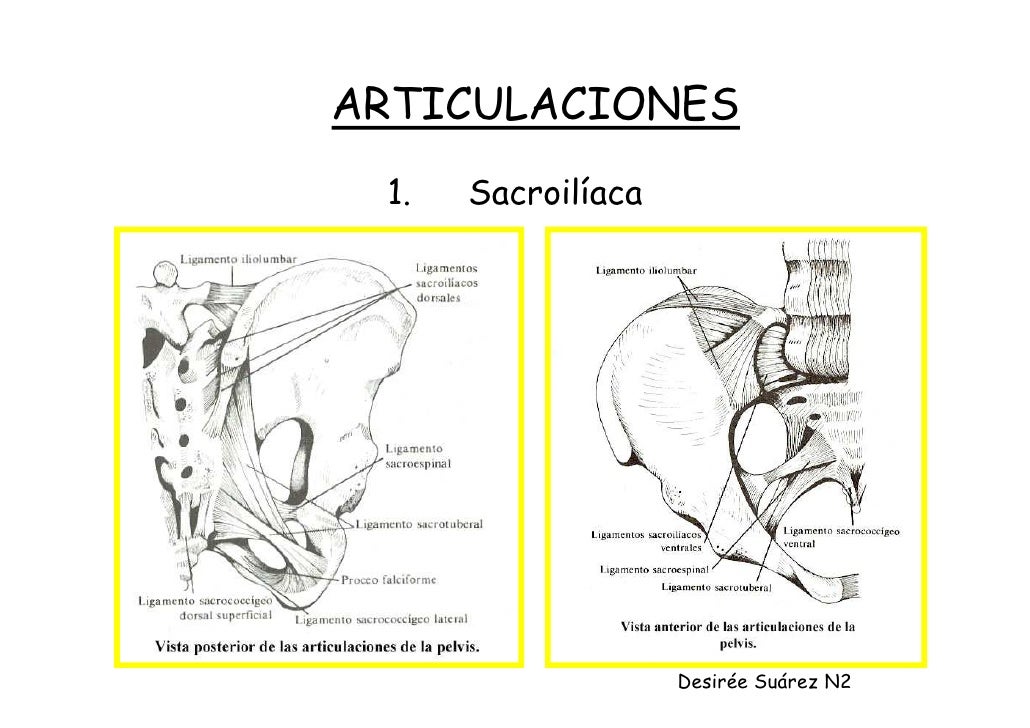 Resumen Anatomía del miembro inferior