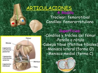 ARTICULACIONES 4. Rodilla Troclear: femorotibial Condílea: femororrotuliana Superficies: -Cóndilos y tróclea del fémur -Patella o rótula -Cabeza tibial (Platillos tibiales) -Menisco lateral (forma O) -Menisco medial (forma C) 