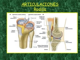 ARTICULACIONES Rodilla 