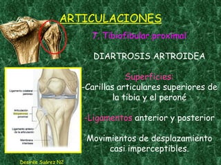 ARTICULACIONES 7. Tibiofibular proximal DIARTROSIS ARTROIDEA Superficies: -Carillas articulares superiores de la tibia y el peroné -Ligamentos   anterior y posterior Movimientos de desplazamiento casi imperceptibles. Desirée Suárez N2 
