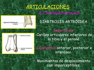 ARTICULACIONES 8. Tibiofibular proximal DIARTROSIS ARTROIDEA Superficies: -Carillas articulares inferiores de la tibia y el peroné -Ligamentos   anterior, posterior e interóseo. Movimientos de desplazamiento casi imperceptibles. 
