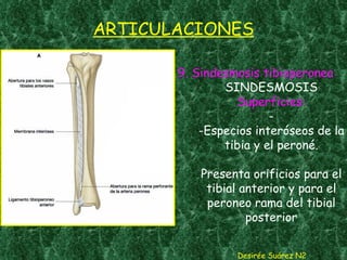 ARTICULACIONES 9. Sindesmosis tibioperonea SINDESMOSIS Superficies: - -Especios interóseos de la tibia y el peroné. Presenta orificios para el tibial anterior y para el peroneo rama del tibial posterior Desirée Suárez N2 