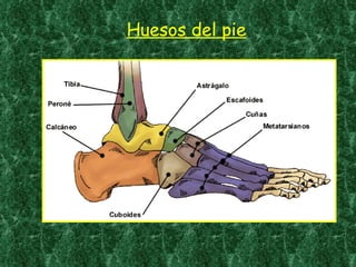 Huesos del pie 