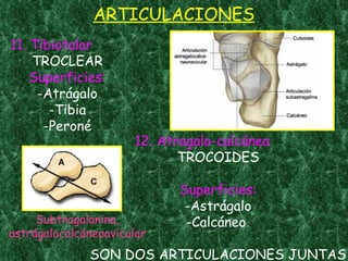ARTICULACIONES 11. Tibiotalar TROCLEAR Superficies: -Atrágalo -Tibia -Peroné 12. Atragalo-calcánea TROCOIDES Superficies: -Astrágalo -Calcáneo  SON DOS ARTICULACIONES JUNTAS Subtragalanina, astrágalocalcáneoavicular 
