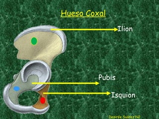 Hueso Coxal Desirée Suárez N2 Pubis Ilion Isquion 