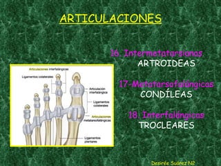ARTICULACIONES 16. Intermetatarsianas ARTROIDEAS 17-Metatarsofalángicas CONDÍLEAS 18. Interfalángicas TROCLEARES Desirée Suárez N2 