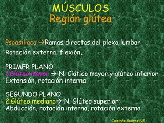 MÚSCULOS   Región glútea Psoasilíaco   Ramas directas del plexo lumbar Rotación externa, flexión .   PRIMER PLANO 1.Glúteo mayor    N. Ciático mayor y glúteo inferior Extensión, rotación interna SEGUNDO PLANO 2.Glúteo mediano   N. Glúteo superior Abducción, rotación interna, rotación externa Desirée Suárez N2 