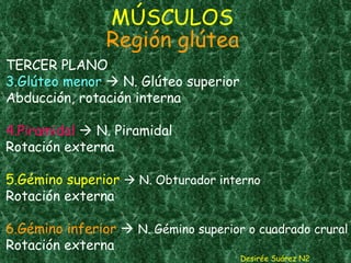 MÚSCULOS  Región glútea TERCER PLANO 3.Glúteo menor     N. Glúteo superior  Abducción, rotación interna 4.Piramidal     N. Piramidal Rotación externa 5.Gémino superior    N. Obturador interno Rotación externa 6.Gémino inferior     N. Gémino superior o cuadrado crural  Rotación externa Desirée Suárez N2 
