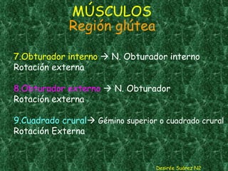 7.Obturador interno     N. Obturador interno Rotación externa 8.Obturador externo     N. Obturador Rotación externa  9.Cuadrado crural    Gémino superior o cuadrado crural  Rotación Externa MÚSCULOS  Región glútea Desirée Suárez N2 
