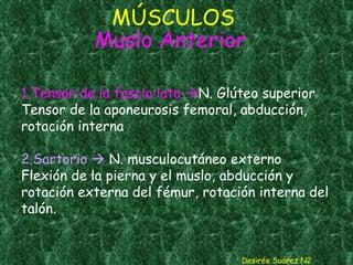 MÚSCULOS  Muslo Anterior  1.Tensor de la fascia lata   N. Glúteo superior Tensor de la aponeurosis femoral, abducción, rotación interna 2.Sartorio    N. musculocutáneo externo Flexión de la pierna y el muslo, abducción y rotación externa del fémur, rotación interna del talón. Desirée Suárez N2 
