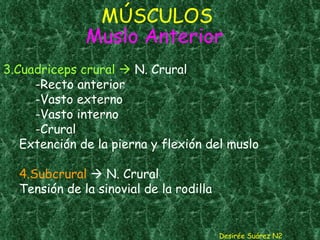 MÚSCULOS  Muslo Anterior  3.Cuadriceps crural    N. Crural -Recto anterior -Vasto externo -Vasto interno -Crural Extención de la pierna y flexión del muslo 4.Subcrural     N. Crural Tensión de la sinovial de la rodilla Desirée Suárez N2 