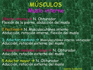 1.Recto interno    N. Obturador Flexión de la pierna, abducción del muslo 2.Pectíneo    N. Musculocutáneo interno Abducción, rotación interna, flexión del muslo 3. Aductor mediano     Musculocutáneo interno, obturador Aducción, rotación externa del muslo   4.Aductor mediano o largo    N. Obturador Aducción, rotación externa del muslo 5.Aductor mayor    N. Obturador Aducción, rotación externa del muslo MÚSCULOS  Muslo interno Desirée Suárez N2 