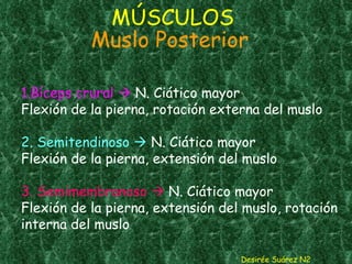 MÚSCULOS   Muslo Posterior   1.Bíceps crural    N. Ciático mayor Flexión de la pierna, rotación externa del muslo 2. Semitendinoso    N. Ciático mayor Flexión de la pierna, extensión del muslo  3. Semimembranoso    N. Ciático mayor Flexión de la pierna, extensión del muslo, rotación interna del muslo  Desirée Suárez N2 
