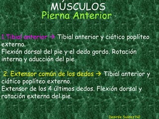 MÚSCULOS  Pierna Anterior   1.Tibial anterior    Tibial anterior y ciático poplíteo externo. Flexión dorsal del pie y el dedo gordo. Rotación interna y aducción del pie.   2. Extensor común de los dedos     Tibial anterior y ciático poplíteo externo. Extensor de los 4 últimos dedos. Flexión dorsal y rotación externa del pie.  Desirée Suárez N2 
