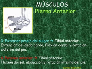 MÚSCULOS  Pierna Anterior   3. Extensor propio del pulgar     Tibial anterior Extención del dedo gordo, Flexión dorsal y rotación externa del pie.  4. Peroneo anterior    Tibial anterior Flexión dorsal, abducción y rotación interna del pié. Desirée Suárez N2 Dorsal Plantar 