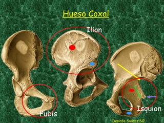 Hueso Coxal Desirée Suárez N2 Ilion Pubis Isquion 