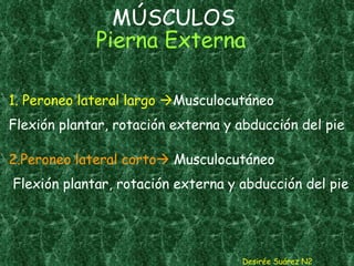 MÚSCULOS  Pierna Externa   1. Peroneo lateral largo   Musculocutáneo Flexión plantar, rotación externa y abducción del pie   2.Peroneo lateral corto   Musculocutáneo   Flexión plantar, rotación externa y abducción del pie   Desirée Suárez N2 