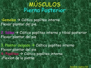 MÚSCULOS   Pierna Posterior Gemelos     Ciático poplíteo interno Flexor plantar del pie.  2. Sóleo     Ciático poplíteo interno y tibial posterior Flexor plantar del pie 3. Plantar delgado     Ciático poplíteo interno  Flexor plantar del pie 4- Poplíteo     Ciático poplíteo interno  -Flexíon de la pierna Desirée Suárez N2 