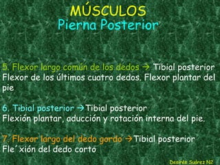 MÚSCULOS   Pierna Posterior 5. Flexor largo común de los dedos    Tibial posterior Flexor de los últimos cuatro dedos. Flexor plantar del pie   6. Tibial posterior   Tibial posterior Flexión plantar, aducción y rotación interna del pie.   7. Flexor largo del dedo gordo   Tibial posterior  Fle´xión del dedo corto Desirée Suárez N2 