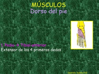 MÚSCULOS   Dorso del pie 1. Pedio    Tibial anterior Extensor de los 4 primeros dedos Desirée Suárez N2 