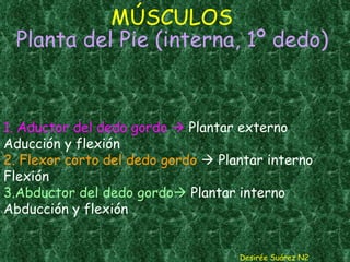 MÚSCULOS   Planta del Pie (interna, 1º dedo) Desirée Suárez N2 1. Aductor del dedo gordo    Plantar externo Aducción y flexión 2. Flexor corto del dedo gordo     Plantar interno Flexión 3.Abductor del dedo gordo    Plantar interno Abducción y flexión 