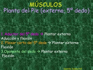 MÚSCULOS   Planta del Pie (externa, 5º dedo) Desirée Suárez N2 1. Aductor del 5º dedo    Plantar externo Aducción y flexión 2. Flexor corto del 5º dedo    Plantar externo Flexión 3.Oponente del dedo     Plantar externo  Flexión 