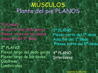 MÚSCULOS   Planta del pie PLANOS 1º PLANO: Abductor del dedo gordo Flexor corto de los dedos Aductor del 5º dedo 2º PLANO: Flexor largo del dedo gordo Flexor largo de los dedos Cuadrado Lumbricales Desirée Suárez N2 3º PLANO: Flexor corto del 1º dedo Aductor del 1º dedo  Flexor corto del 5º dedo   4º PLANO: Interóseos 