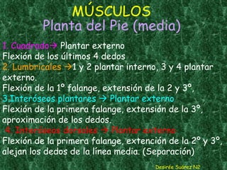 MÚSCULOS   Planta del Pie (media) 1. Cuadrado   Plantar externo Flexión de los últimos 4 dedos 2. Lumbricales   1 y 2 plantar interno, 3 y 4 plantar externo. Flexión de la 1º falange, extensión de la 2 y 3º,  3.Interóseos plantares    Plantar externo Flexión de la primera falange, extensión de la 3º, aproximación de los dedos.   4. Interóseos dorsales    Plantar externo Flexión de la primera falange, extención de la 2º y 3º, alejan los dedos de la línea media. (Separación) Desirée Suárez N2 