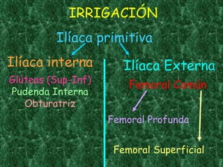 Femoral Común Ilíaca primitiva Ilíaca interna Ilíaca Externa IRRIGACIÓN Glúteas (Sup-Inf) Pudenda Interna Obturatriz Femoral Profunda Femoral Superficial 