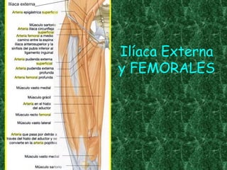 Ilíaca externa Ilíaca Externa y FEMORALES 