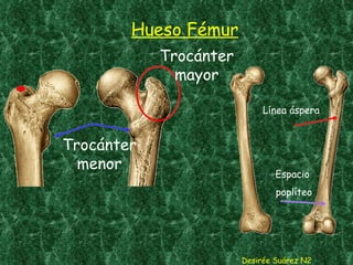 Hueso Fémur Desirée Suárez N2 Trocánter mayor Trocánter menor Línea áspera Espacio  poplíteo 