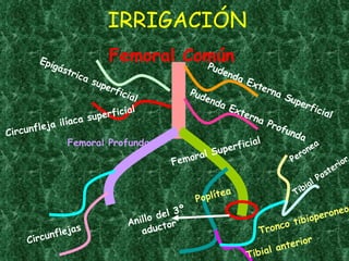 Femoral Común IRRIGACIÓN Femoral Profunda Femoral Superficial Poplítea Tibial anterior Tronco tibioperoneo Tibial Posterior Peronea Circunflejas Pudenda Externa Superficial Pudenda Externa Profunda Epigástrica superficial Circunfleja ilíaca superficial Anillo del 3º aductor 