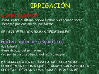 Glútea Superior:  -Pasa  entre el último nervio lumbar y el primer sacro. -Penetra por encima del piriforme  SE DIVIDE EN DOS RAMAS TERMINALES Glútea  inferior (isquiática) -Es lateral  -Pasa debajo del piriforme -Va por la cara profunda del glúteo mayor DA UNA COLATERAL PARA LA ARTICULACIÓN COXOFEMORAL, UNA QUE SE ANASTOMOSA CON LA GLÚTEA SUPERIOR Y UNA PARA EL PIRIFORME IRRIGACIÓN 