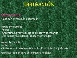 Obturatriz -Pasa por el foramen obturador. Ramas colaterales: -Púbica -Anastomosis vertical con la epigástrica inferior -Dos ramas musculares (Ilíaco y obturador) Ramas terminales: -Anterior -Posterior: se anastomosa con la glútea inferior y da una rama acetabular para el ligamento redondo   IRRIGACIÓN 