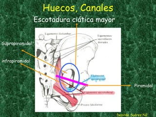Huecos, Canales Desirée Suárez N2 Escotadura ciática mayor Piramidal Suprapiramidal : infrapiramidal : 