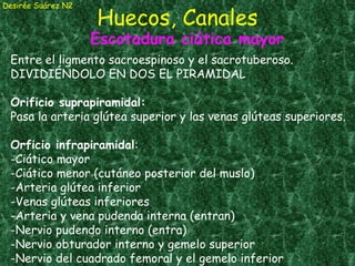 Huecos, Canales Desirée Suárez N2 Escotadura ciática mayor Entre el ligmento sacroespinoso y el sacrotuberoso. DIVIDIÉNDOLO EN DOS EL PIRAMIDAL Orificio suprapiramidal: Pasa la arteria glútea superior y las venas glúteas superiores.  Orficio infrapiramidal : -Ciático mayor -Ciático menor (cutáneo posterior del muslo) -Arteria glútea inferior -Venas glúteas inferiores -Arteria y vena pudenda interna (entran) -Nervio pudendo interno (entra) -Nervio obturador interno y gemelo superior -Nervio del cuadrado femoral y el gemelo inferior 