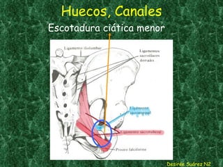 Huecos, Canales Desirée Suárez N2 Escotadura ciática menor 